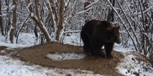 Imaginea traumei unui urs care a fost captiv la Zoo Piatra Neamț timp de 20 de ani