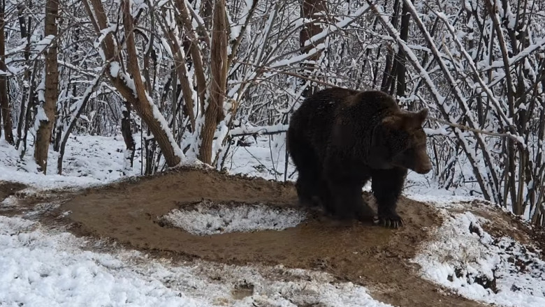 Imaginea traumei unui urs care a fost captiv la Zoo Piatra Neamț timp de 20 de ani