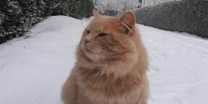 Motănel furat de la un zoo din Neamț. Hoţii au fost somaţi să-l înapoieze înainte de a fi făcuţi de râs pe Facebook