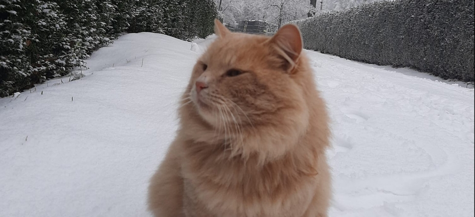 Motănel furat de la un zoo din Neamț. Hoţii au fost somaţi să-l înapoieze înainte de a fi făcuţi de râs pe Facebook