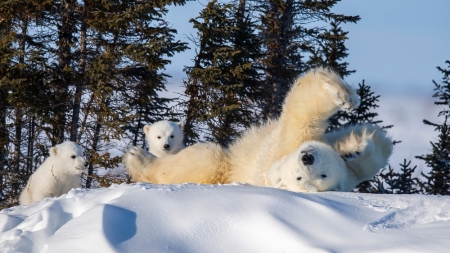 Bucurie în zăpadă: Trei urși polari au fost surprinși în ipostaze simpatice (GALERIE FOTO)