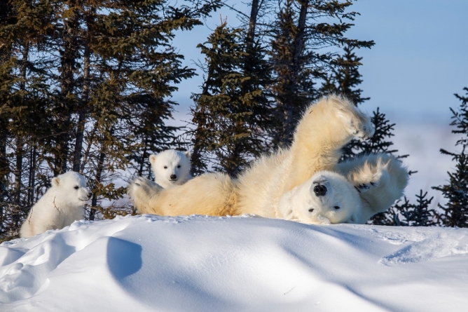 Bucurie în zăpadă: Trei urși polari au fost surprinși în ipostaze simpatice (GALERIE FOTO)