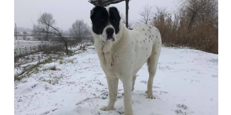 Cruzime în Maramureș: Câine ciobănesc ucis cu sânge rece de un vânător. Criminaliștii au mai găsit apoi încă un patruped executat (FOTO)