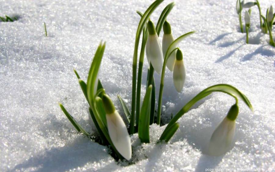 Meteo Maramureș: Vreme primăvăratică în regiunea noastră în viitorul interval! Va fi caracteristică clar datei din calendar! Vezi estimările pe două săptămâni!