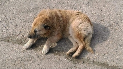 Exclusiv: Dreptate pentru Nero!: Proprietarii câinelui călcat cu mașina, în Baia Mare, speră ca vinovatul să plătească. “Nero are o vârstă, se recuperează greu” (VIDEO ȘI FOTO)