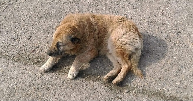 Exclusiv: Dreptate pentru Nero!: Proprietarii câinelui călcat cu mașina, în Baia Mare, speră ca vinovatul să plătească. “Nero are o vârstă, se recuperează greu” (VIDEO ȘI FOTO)