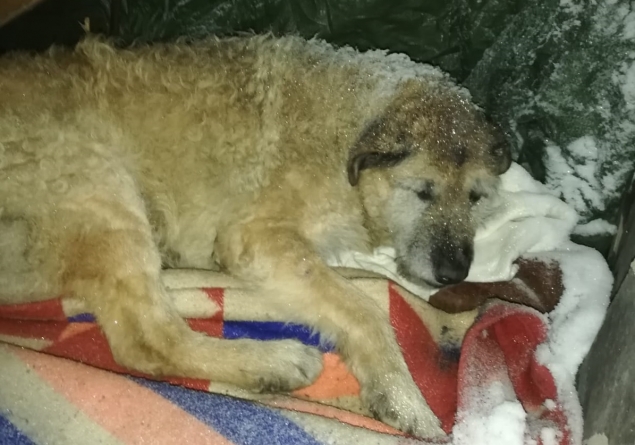 Actualizare: Cruzime în Baia Mare: Nero, în vârstă de 15 ani, a supraviețuit după ce a fost călcat intenționat de un șofer fără suflet. Poliția a intrat pe fir (VIDEO ȘI FOTO)