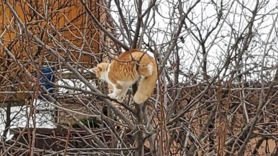Eroul zilei: Un băimărean s-a urcat într-un copac, la o înălțime de aproximativ șapte metri, pentru a salva o pisică speriată (VIDEO ȘI FOTO)
