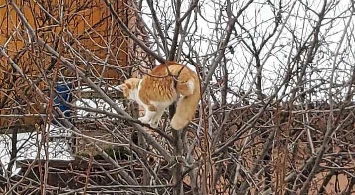 Eroul zilei: Un băimărean s-a urcat într-un copac, la o înălțime de aproximativ șapte metri, pentru a salva o pisică speriată (VIDEO ȘI FOTO)