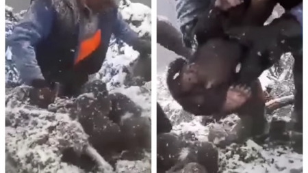 Caz scandalos: Patru ursuleți au fost scoși brutal din bârlog și aruncați prin zăpadă. Ce spun polițiștii și Ministerul Mediului (VIDEO ȘI FOTO)