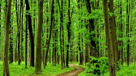 Să protejăm aurul verde al Planetei: Campanie de prevenire şi combatere a infracţiunilor silvice