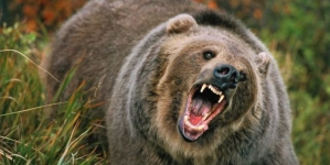 Maramureșean atacat de urs; A fost transportat la Spitalul din Sighetu Marmaţiei pentru îngrijiri medicale