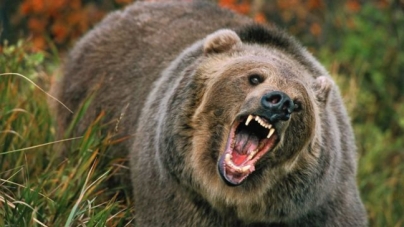 Maramureșean atacat de urs; A fost transportat la Spitalul din Sighetu Marmaţiei pentru îngrijiri medicale