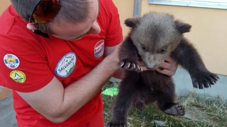 Imagini care te vor emoționa: Pui de urs de circa două luni, salvat dintr-o zonă periculoasă. Va ajunge într-un centru special de îngrijire a urșilor (FOTO)