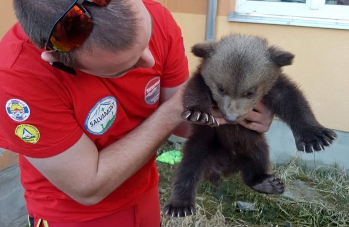 Imagini care te vor emoționa: Pui de urs de circa două luni, salvat dintr-o zonă periculoasă. Va ajunge într-un centru special de îngrijire a urșilor (FOTO)