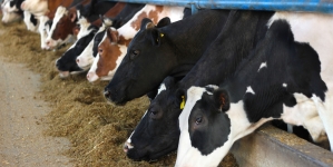 DNA: Președintele unei asociații de creștere a bovinelor din Maramureș a fost trimis în judecată, în stare de libertate. Care sunt motivele