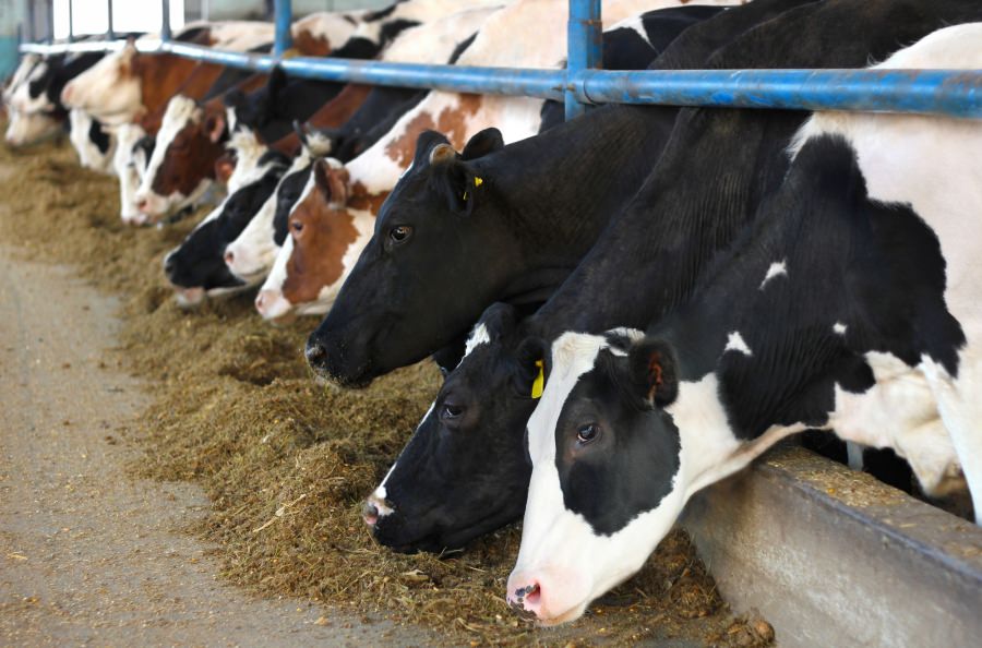 DSVSA Maramureș anunță controale în ferme și gospodării