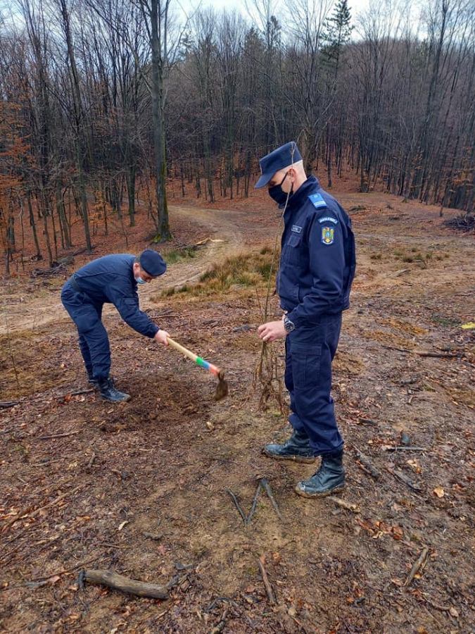 Exemplu de urmat: Jandarmii maramureșeni au plantat 171 de stejari (FOTO)