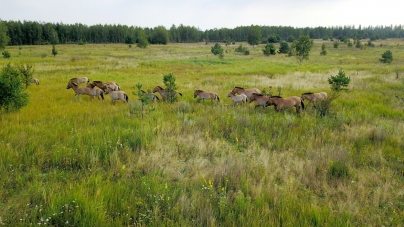 Zona radioactivă de la Cernobîl, prosperă pentru o specie de cai sălbatici (FOTO)