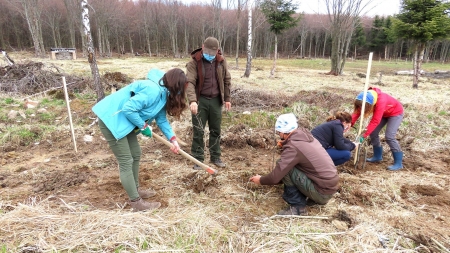 Colaborare WWF și Direcția Silvică MM: Acțiune de plantare de arbori fructiferi și arbuști în Băiuț în scopul îmbunătățirii conectivității ecologice (FOTO)