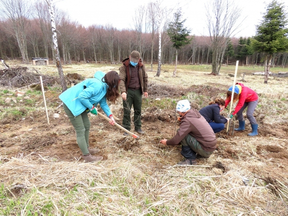 Colaborare WWF și Direcția Silvică MM: Acțiune de plantare de arbori fructiferi și arbuști în Băiuț în scopul îmbunătățirii conectivității ecologice (FOTO)