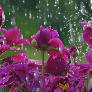 Vreme capricioasă: Frig, vânt și precipitații însemnate cantitativ, așteptate în Maramureș. Informare meteorologică și cod galben hidrologic în vigoare