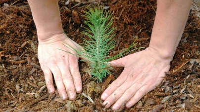 „Împădurim Maramureșul”: 5.000 de puieți vor fi plantați la Șomcuta Mare