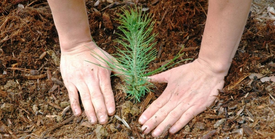 „Împădurim Maramureșul”: 5.000 de puieți vor fi plantați la Șomcuta Mare