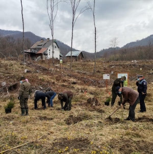 Mobilizare în Pasul Gutâi: Acțiune de împădurire în Baia-Sprie, în zona calamitată în urma furtunii din 2017. S-au plantat puieți de molid și paltin (FOTO)