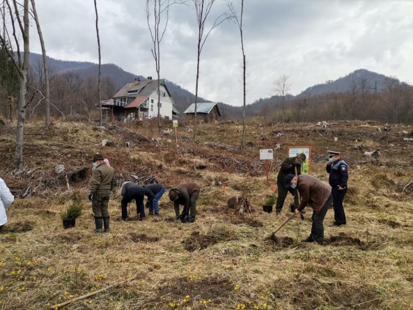 Mobilizare în Pasul Gutâi: Acțiune de împădurire în Baia-Sprie, în zona calamitată în urma furtunii din 2017. S-au plantat puieți de molid și paltin (FOTO)