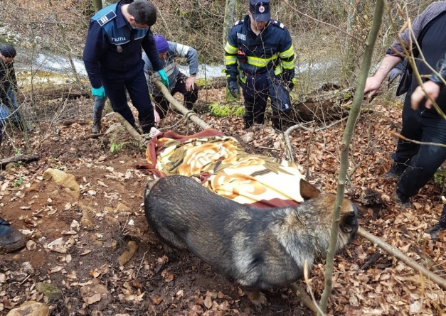 Actualizare 2: Tragic: O femeie de 80 de ani din Țara Lăpușului, dispărută de acasă, a fost găsită decedată de echipele de intervenție. Cum s-a întâmplat totul (FOTO)