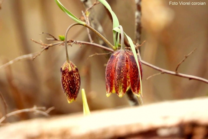 Frumusețile Maramureșului: A înflorit laleaua pestriță în Cheile Lăpușului! „Floarea de șah”, ocrotită prin lege, poate fi admirată în toată măreția ei! (FOTO)