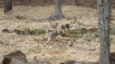 Frumusețile Maramureșului: Imagine rară cu o lupoaică ce reglează echilibrul natural, vânând rozătoare. Instantaneul, realizat după o pândă de 24 de ore (FOTO)