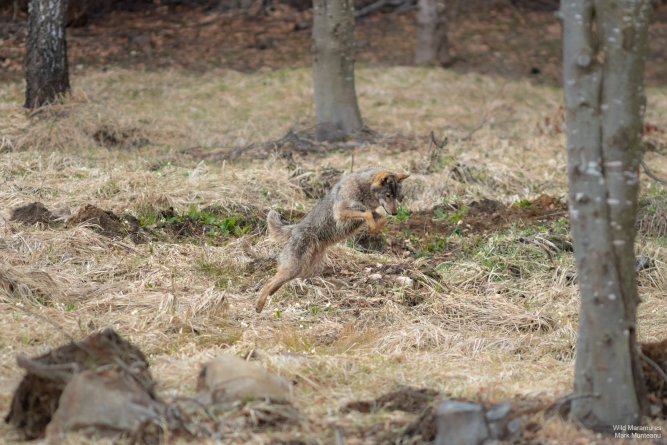 Frumusețile Maramureșului: Imagine rară cu o lupoaică ce reglează echilibrul natural, vânând rozătoare. Instantaneul, realizat după o pândă de 24 de ore (FOTO)
