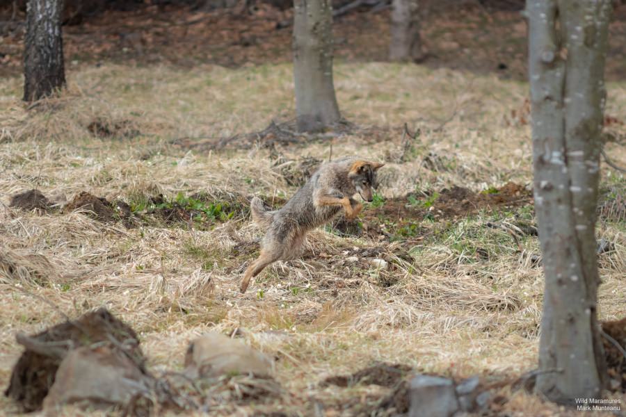 Frumusețile Maramureșului: Imagine rară cu o lupoaică ce reglează echilibrul natural, vânând rozătoare. Instantaneul, realizat după o pândă de 24 de ore (FOTO)