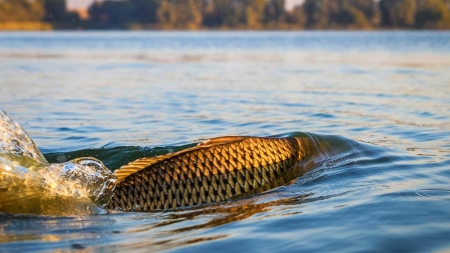 Anunț: A fost instituită prohibiția la pescuit pe râurile din Maramureș