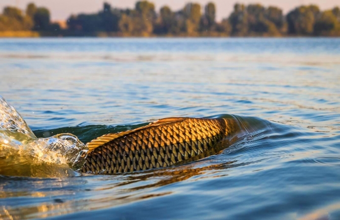 Anunț: A fost instituită prohibiția la pescuit pe râurile din Maramureș