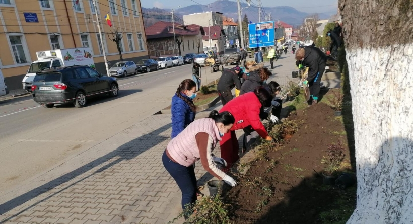 Plantare de arbuști și flori în Vișeu de Sus