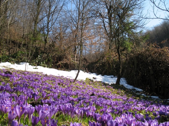Meteo Maramureș: Vremea se va menține schimbătoare! Fluctuații termice și precipitații în unele zile, așteptate în regiune. Vezi estimările pe două săptămâni