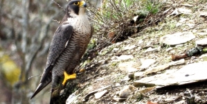 Frumusețile Maramureșului: Șoimul călător, la el acasă, în Rezervația Naturală Cheile Lapușului. Totul despre celebrul vitezoman răpitor (VIDEO ȘI FOTO)