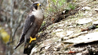 Frumusețile Maramureșului: Șoimul călător, la el acasă, în Rezervația Naturală Cheile Lapușului. Totul despre celebrul vitezoman răpitor (VIDEO ȘI FOTO)