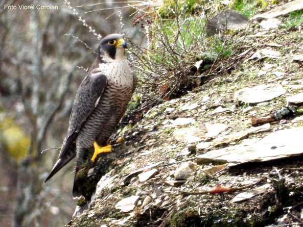 Frumusețile Maramureșului: Șoimul călător, la el acasă, în Rezervația Naturală Cheile Lapușului. Totul despre celebrul vitezoman răpitor (VIDEO ȘI FOTO)