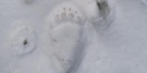 Salvamont Maramureș avertizează: Urme de urs prezente pe un traseu turistic din județ (FOTO)