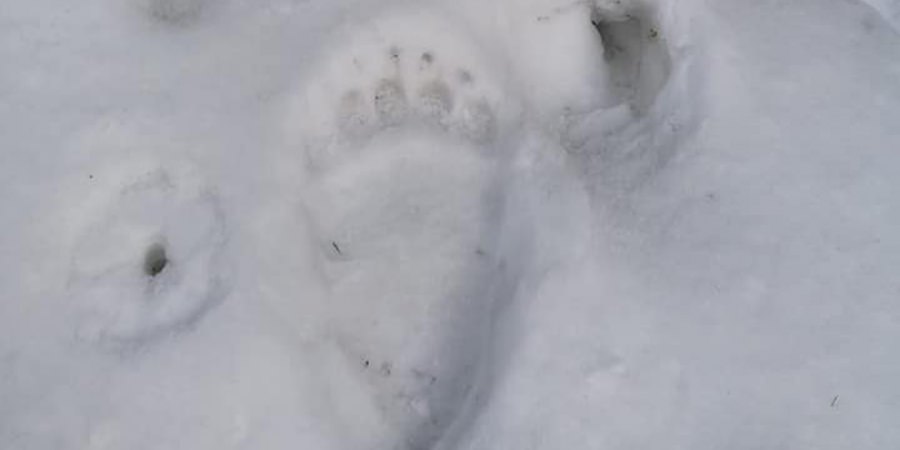 Salvamont Maramureș avertizează: Urme de urs prezente pe un traseu turistic din județ (FOTO)