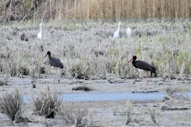 Mai multe berze negre – specie foarte rară în România – și-au făcut apariția într-un județ din țară (FOTO)