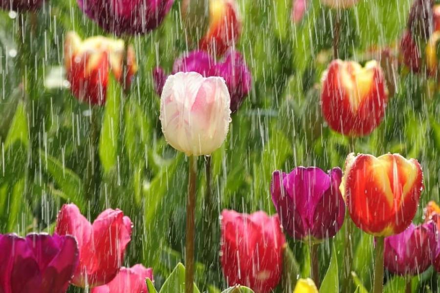 Meteo Maramureș: Vreme răcoroasă și cu ploi în intervalul următor. Va urma, apoi, o încălzire treptată de săptămâna viitoare. Vezi estimările pe două săptămâni