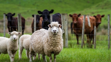 Acțiune importantă: 700 persoane sunt angrenate în Maramureș la recensământul agricol. Ce animale din gospodărie vor fi recenzate. Bonus, alte informații utile