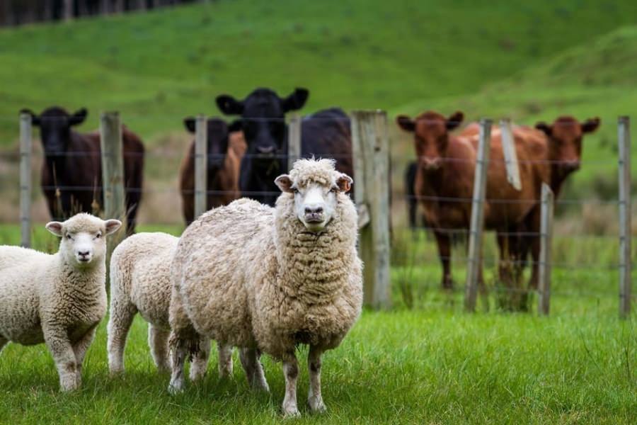Acțiune importantă: 700 persoane sunt angrenate în Maramureș la recensământul agricol. Ce animale din gospodărie vor fi recenzate. Bonus, alte informații utile