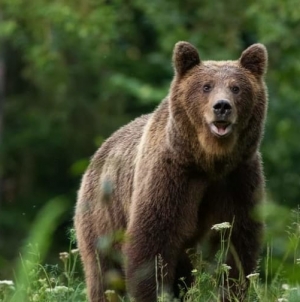 Cazul ursului rătăcit în zona Bușag: Alerta continuă în preajma orașului Tăuții Măgherăuș! Ce trebuie să facă cetățenii în cazul în care îl văd din nou