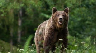 Cazul ursului rătăcit în zona Bușag: Alerta continuă în preajma orașului Tăuții Măgherăuș! Ce trebuie să facă cetățenii în cazul în care îl văd din nou